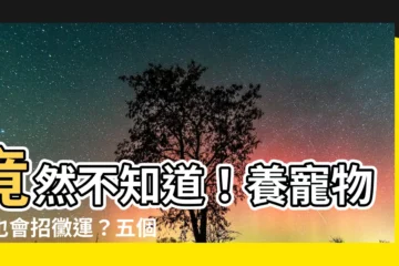 【貓風水】竟然不知道！養寵物貓也會招黴運？五個貓風水禁忌一定要注意！