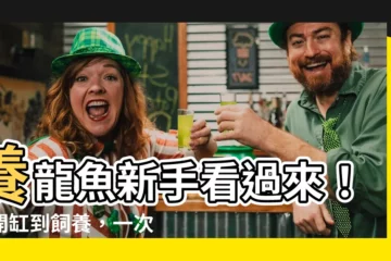 【養龍魚】養龍魚新手看過來！從開缸到飼養，一次搞定你的龍魚問題