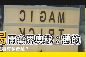 【鵝的生殖器】揭開禽界奧秘：鵝的生殖器有多奇葩？