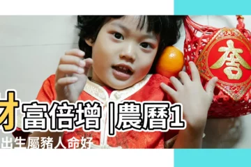 【11月的豬命運如何】財富倍增 |農曆11月出生屬豬人命好嗎 |財運如雨 |