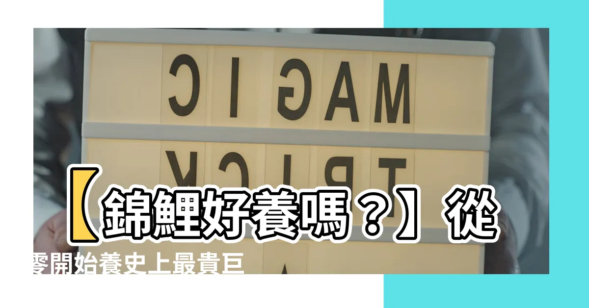 【錦鯉好養嗎】【錦鯉好養嗎？】從零開始養史上最貴巨大錦鯉！