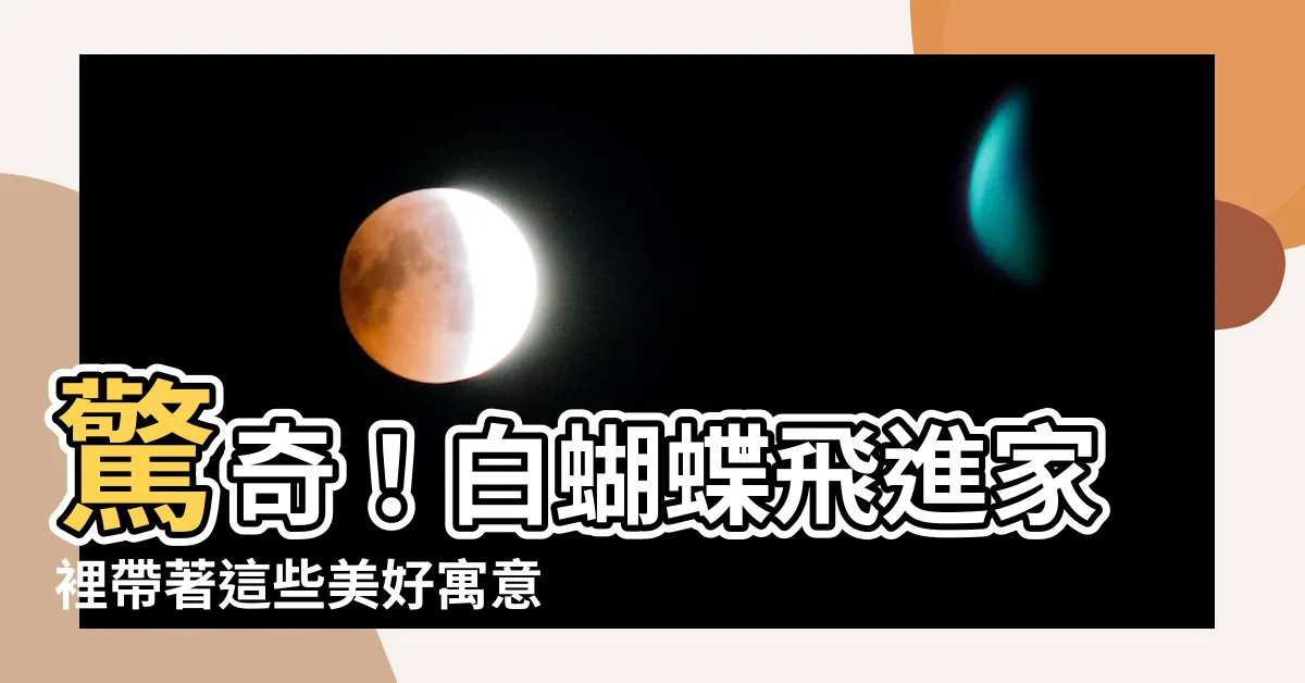 【白蝴蝶飛進家裡】驚奇！白蝴蝶飛進家裡帶著這些美好寓意