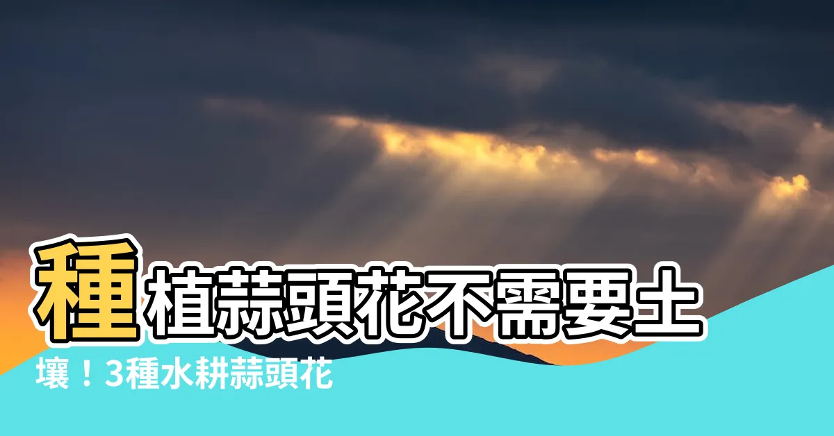 【蒜頭花】種植蒜頭花不需要土壤！3種水耕蒜頭花，個個漂亮又好養！