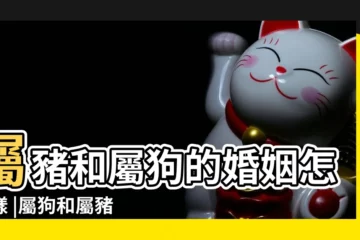 【屬狗本命年和屬豬結婚】屬豬和屬狗的婚姻怎麼樣 |屬狗和屬豬本命年結婚 |屬狗和屬豬的合財嗎能結婚嗎 |