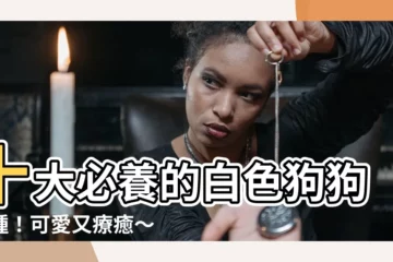 【白色狗狗】十大必養的白色狗狗品種！可愛又療癒～