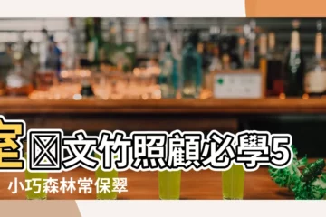 【文竹照顧】室內文竹照顧必學5招！小巧森林常保翠綠，讓你的家宛若綠洲