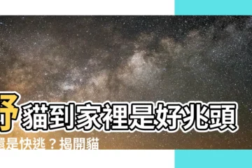 【野貓來家裡】野貓到家裡是好兆頭？還是快逃？揭開貓來訪的秘密