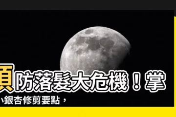 【小銀杏修剪】預防落髮大危機！掌握小銀杏修剪要點，打造旺運盆景