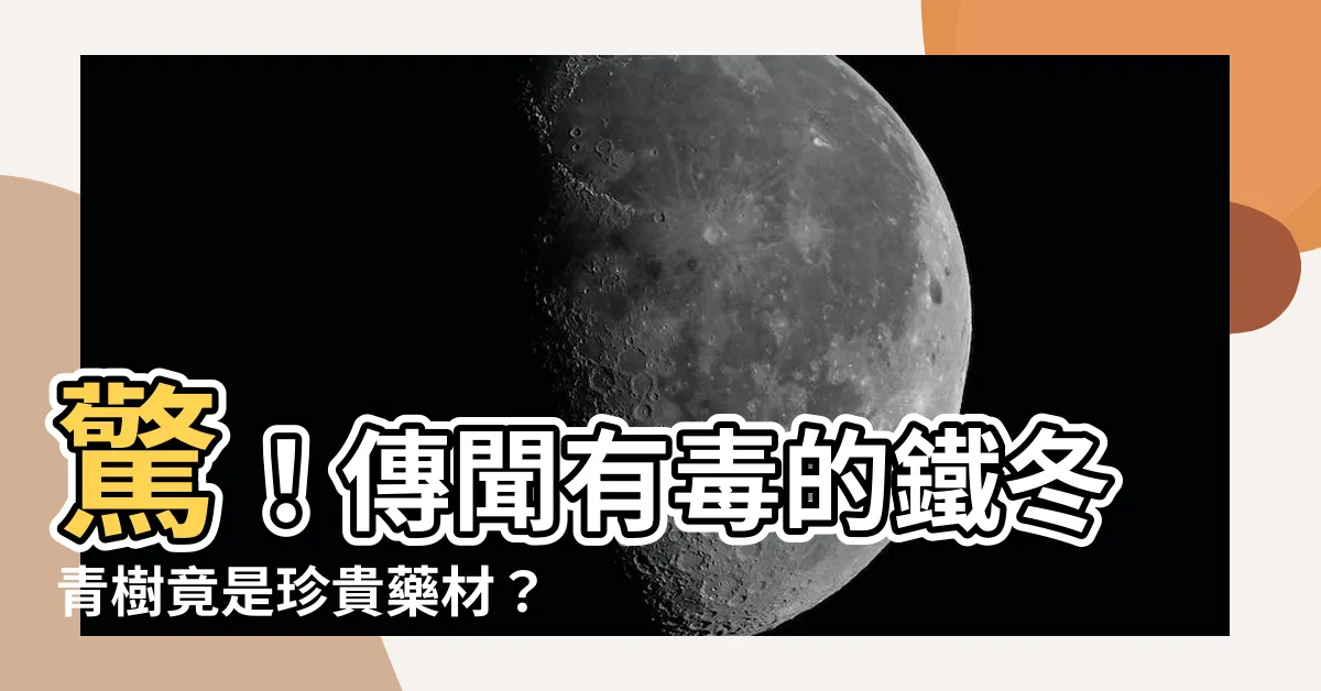 【鐵冬青樹】驚！傳聞有毒的鐵冬青樹竟是珍貴藥材？揭秘傳説中的「鐵冬青」