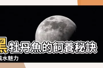【黑牡丹魚】黑牡丹魚的飼養秘訣與風水魅力
