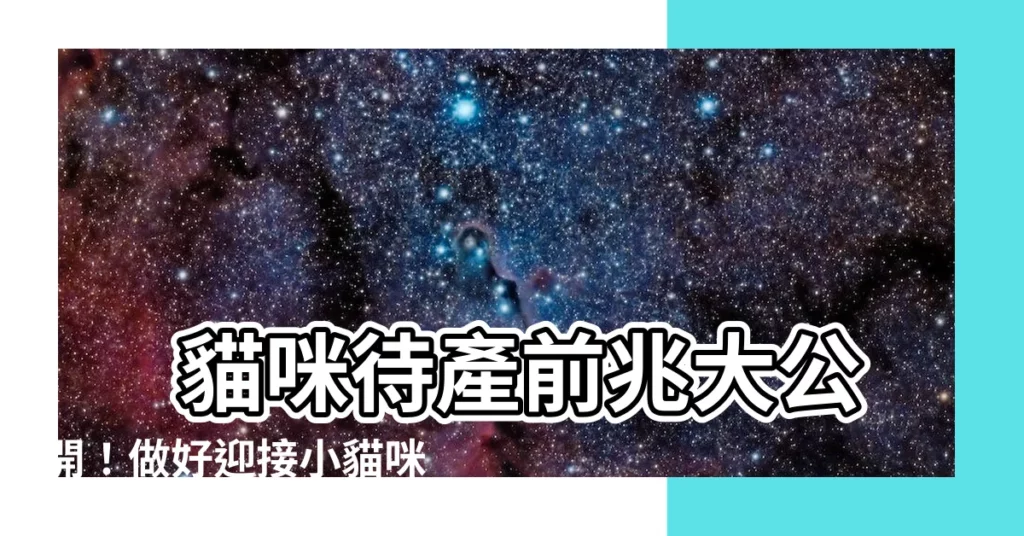 【貓咪要生的前兆】 貓咪待產前兆大公開！做好迎接小貓咪的準備