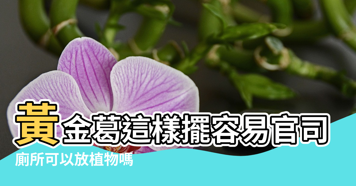 【廁所放花風水好不好】黃金葛這樣擺容易官司纏身 |廁所可以放植物嗎 |植物擺設 |