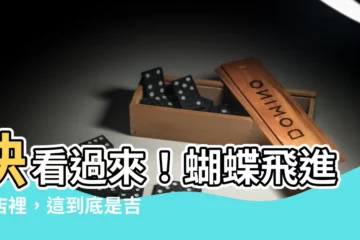 【蝴蝶飛進來店裡】快看過來！蝴蝶飛進來店裡，這到底是吉兆還是兇相？