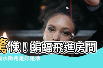 【蝙蝠飛到房間】驚悚！蝙蝠飛進房間，風水徵兆是好是壞？