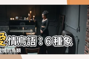 【象徵愛情的鳥】愛情鳥語：6 種象徵愛情的鳥類