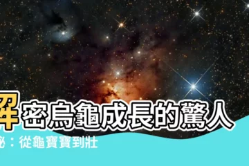 【烏龜成長過程】解密烏龜成長的驚人奧秘：從龜寶寶到壯碩龜殼的蜕變之旅