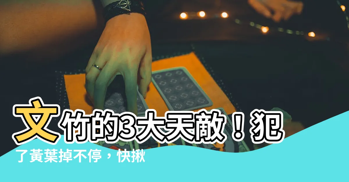 【文竹禁忌】文竹的3大天敵！犯了黃葉掉不停，快揪出這些禁忌