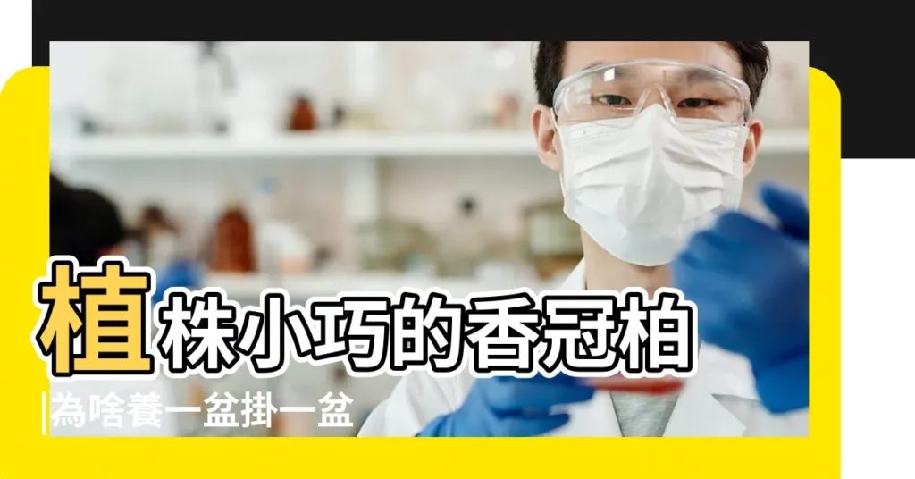 植株小巧的香冠柏 |為啥養一盆掛一盆 |香冠柏風水 |【香冠柏風水】