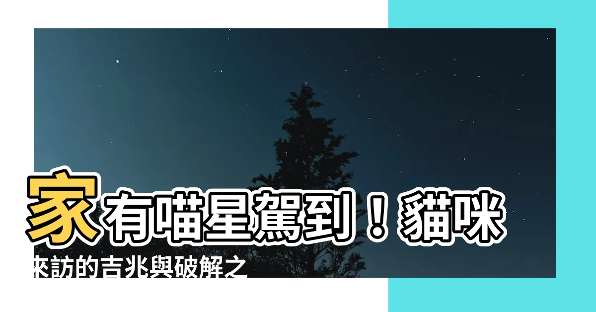 【貓來家裡代表什麼】家有喵星駕到！貓咪來訪的吉兆與破解之法！