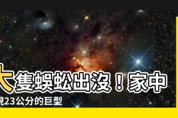 【大隻蜈蚣】大隻蜈蚣出沒！家中發現23公分的巨型威脅，專家急籲注意