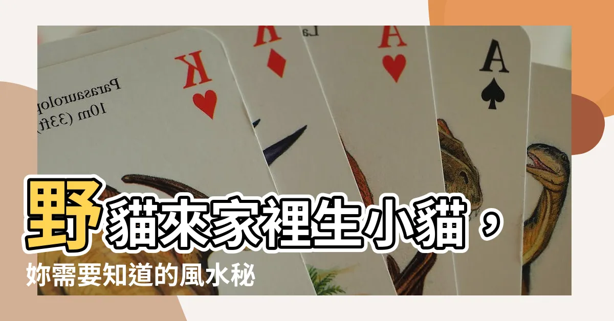 【野貓來家裡生小貓】野貓來家裡生小貓，妳需要知道的風水秘訣！