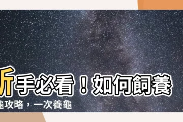 【如何飼養烏龜】新手必看！如何飼養烏龜攻略，一次養龜就上手