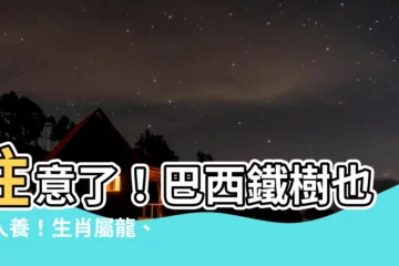 【巴西鐵樹生肖】注意了！巴西鐵樹也挑人養！生肖屬龍、狗、兔的人看看