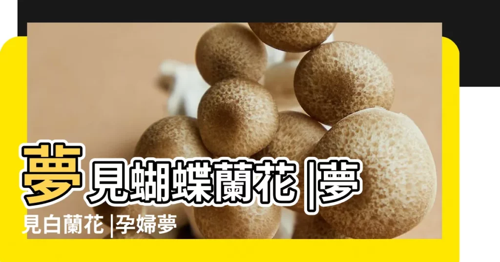 夢見蝴蝶蘭花 |夢見白蘭花 |孕婦夢見白色蝴蝶 |【孕婦夢見白色蝴蝶蘭花】