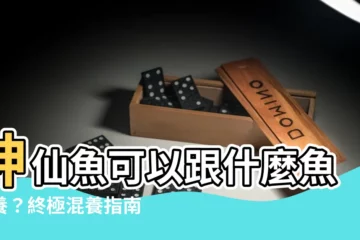 【神仙魚可以跟什麼魚混養】神仙魚可以跟什麼魚混養？終極混養指南大公開！
