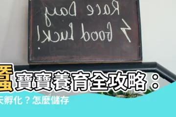 【蠶卵幾天孵化】蠶寶寶養育全攻略：幾天孵化？怎麼儲存？一文搞定！