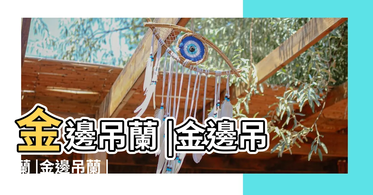 【金邊吊蘭】金邊吊蘭 |金邊吊蘭 |金邊吊蘭 |