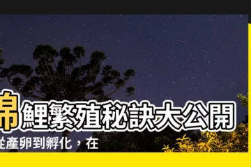 【錦鯉 繁殖方法】錦鯉繁殖秘訣大公開！從產卵到孵化，在家也能養錦鯉