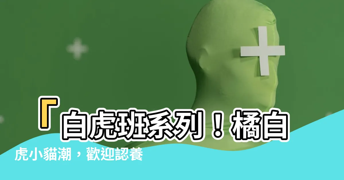 【白虎班】「白虎班系列！橘白虎小貓潮，歡迎認養！」