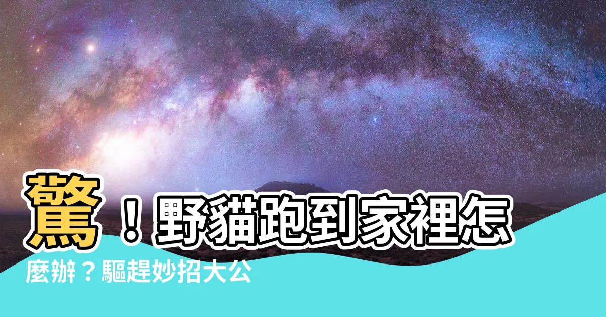 【野貓跑到家裡】驚！野貓跑到家裡怎麼辦？驅趕妙招大公開