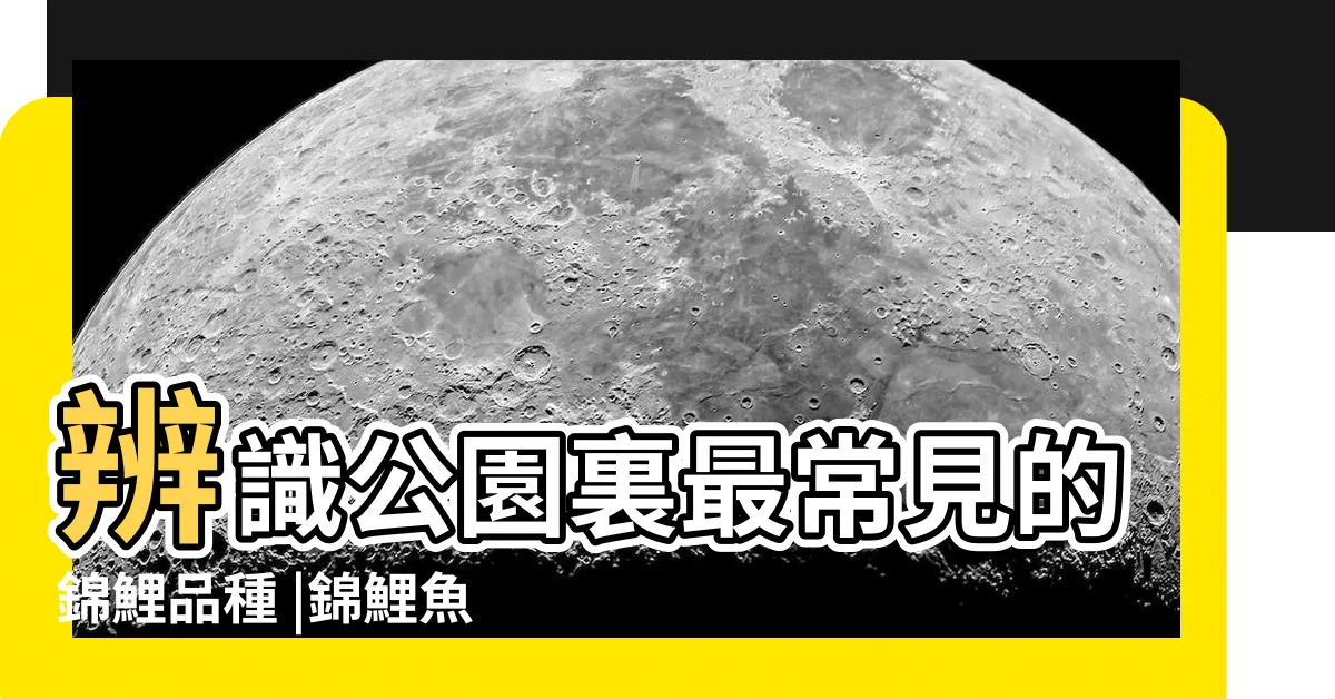 【錦鯉品種介紹】辨識公園裏最常見的錦鯉品種 |錦鯉魚各品種的介紹 |用最簡單方法 |