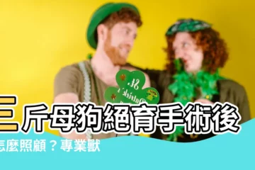 【三釘母狗】三斤母狗絕育手術後該怎麼照顧？專業獸醫師給你最完整的指南