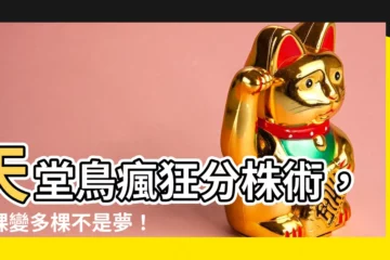 【天堂鳥 分株】天堂鳥瘋狂分株術，一棵變多棵不是夢！