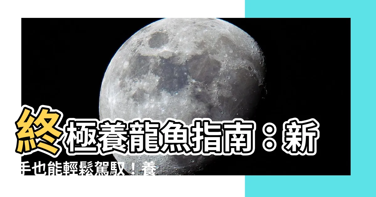 【養龍魚設備】終極養龍魚指南：新手也能輕鬆駕馭！養龍魚設備大公開