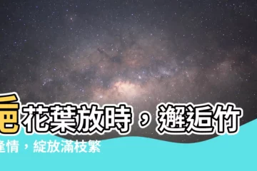 【梔花葉放時】梔花葉放時，邂逅竹馬逢情，綻放滿枝繁華