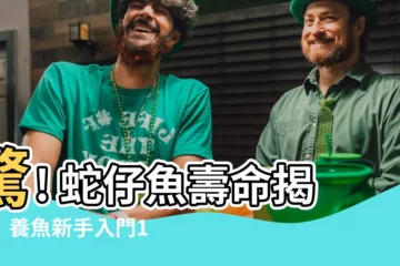 【蛇仔魚壽命】驚! 蛇仔魚壽命揭秘！養魚新手入門10大不敗觀賞魚推薦