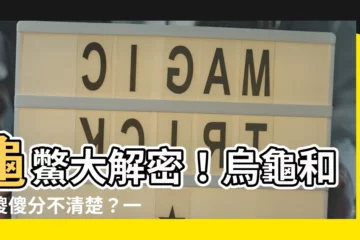 【烏龜 鱉】龜鱉大解密！烏龜和鱉傻傻分不清楚？一文秒懂！