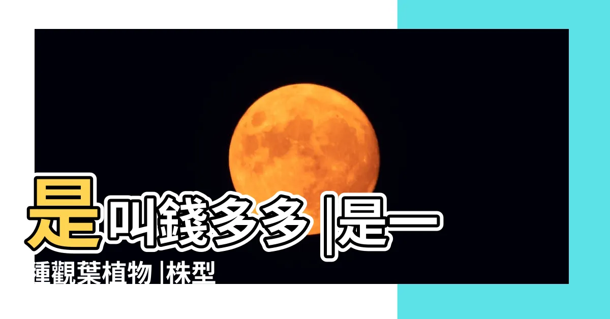【紅色錢多多植物】是叫錢多多 |是一種觀葉植物 |株型玲瓏可愛 |
