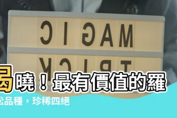 【最有價值的羅漢松品種】揭曉！最有價值的羅漢松品種，珍稀四絕身價不凡