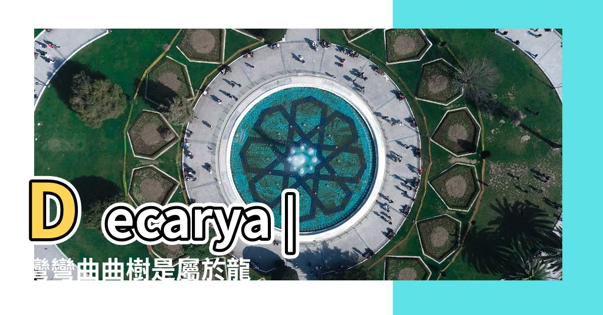 【彎彎曲曲樹風水】Decarya |彎彎曲曲樹是屬於龍樹科 |Madagascariensis |