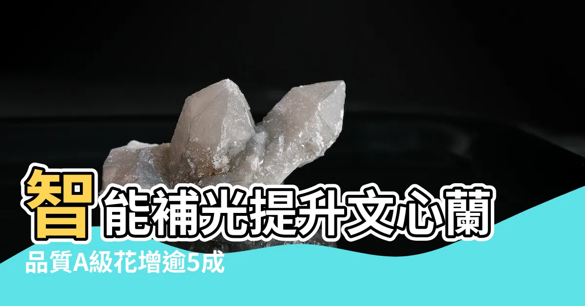 【文心蘭切花價格】智能補光提升文心蘭品質A級花增逾5成 |文心蘭花束Dancing |Lady |