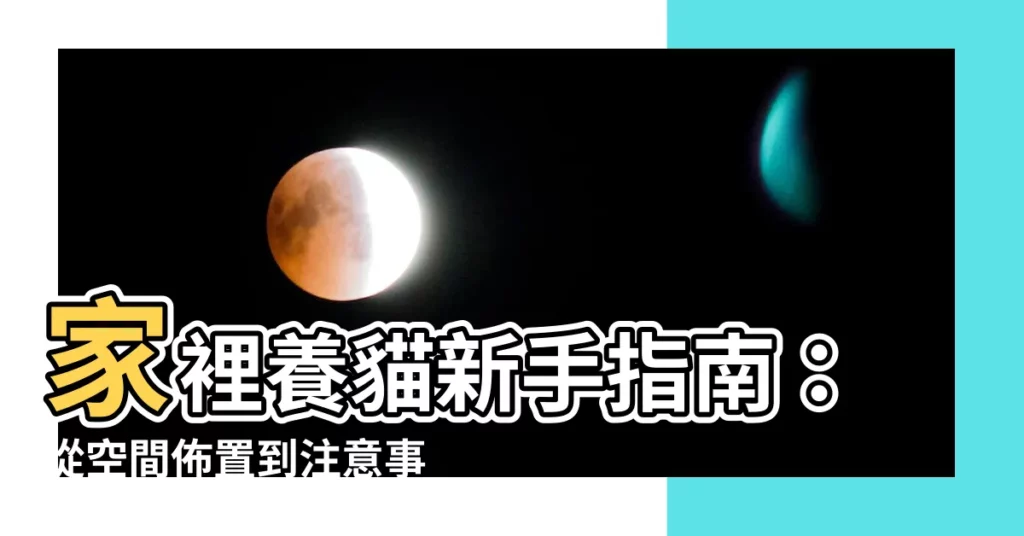 【家裡養貓】家裡養貓新手指南：從空間佈置到注意事項一次搞定！