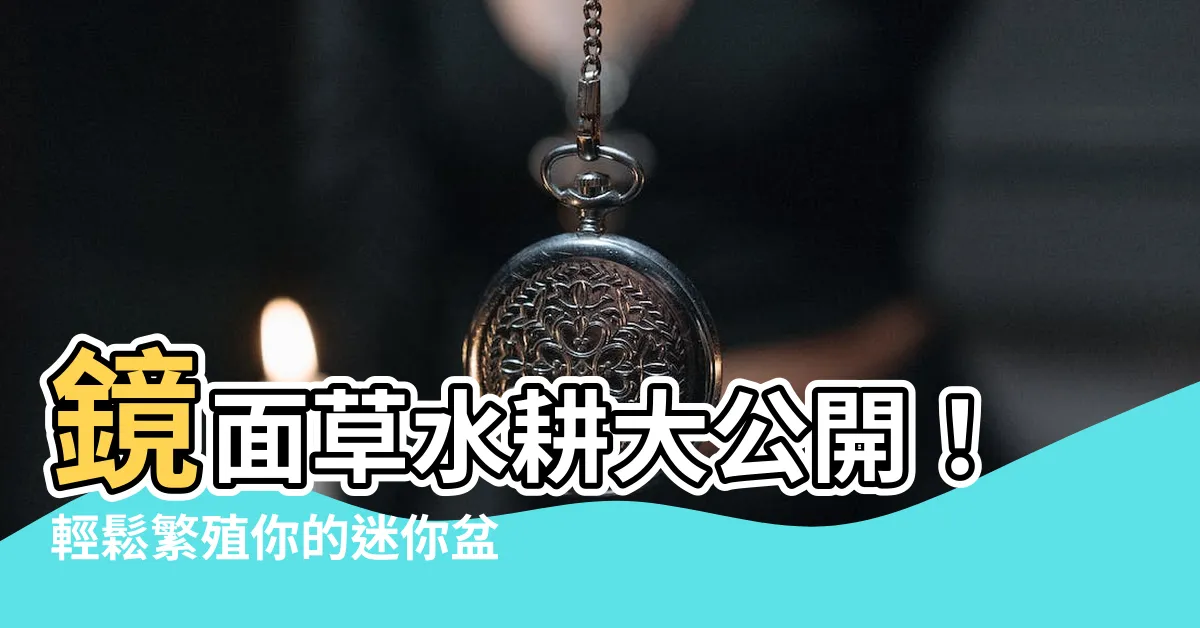【鏡面草水耕】鏡面草水耕大公開！輕鬆繁殖你的迷你盆栽綠寶石