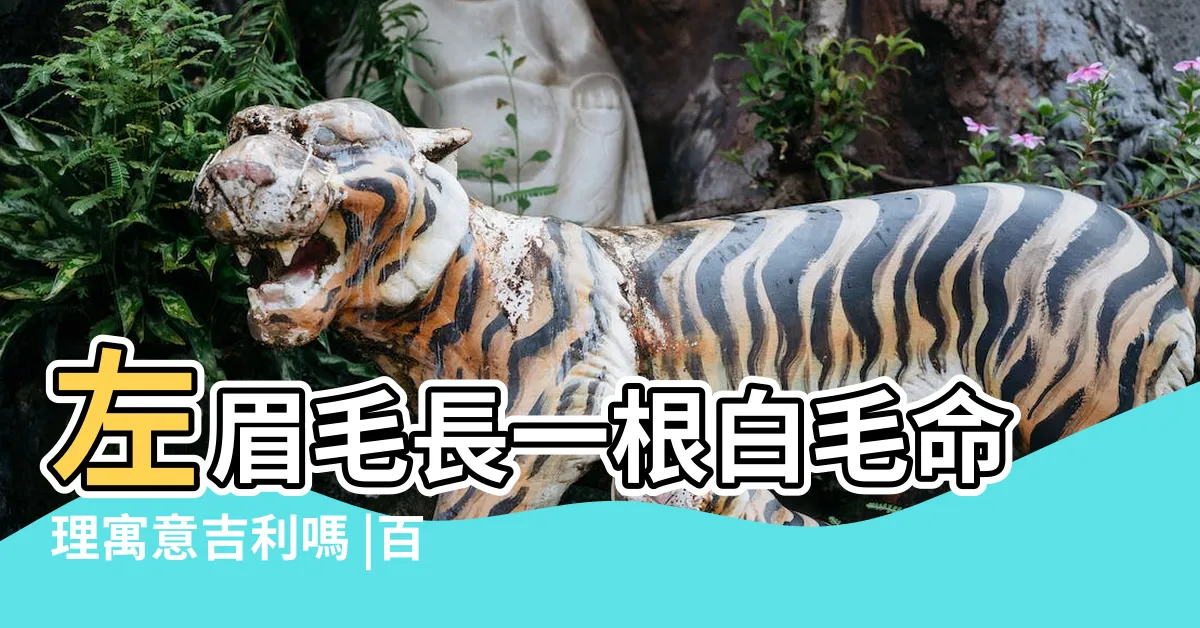 【左眉毛一根特別長白色】左眉毛長一根白毛命理寓意吉利嗎 |百發百中 |算命先生提醒 |