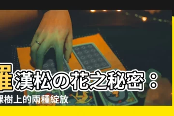 【羅漢松 花】羅漢松の花之秘密：一棵樹上的兩種綻放