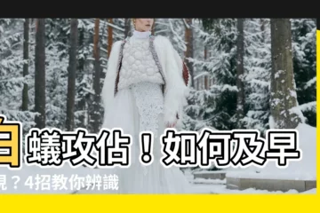 【如何發現白蟻】白蟻攻佔！如何及早發現？4招教你辨識白蟻出沒跡象
